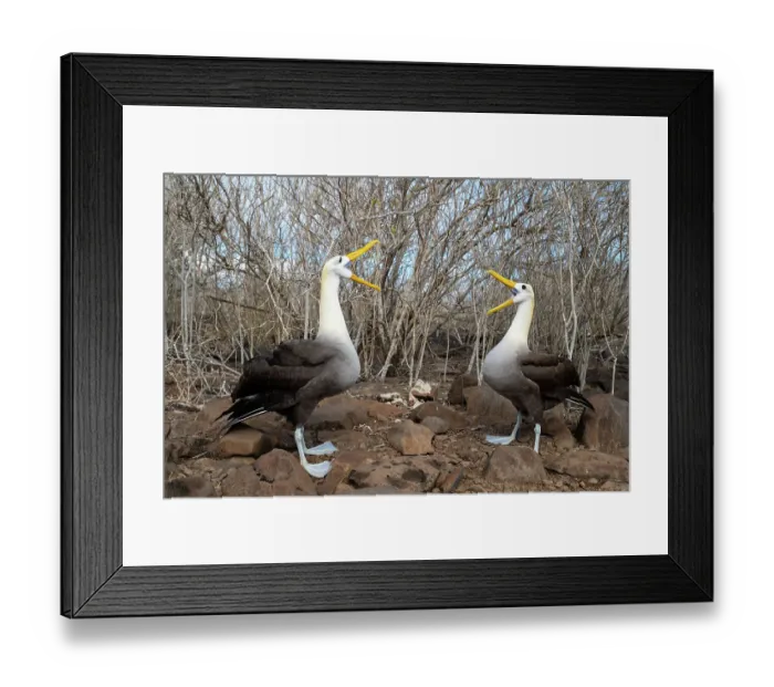Framed Print : Pair of Waved albatrosses (Phoebastria irrorata) performing complex courtship dance. Punta Suarez, Espanola Island, Galapagos Islands, Ecuador Framed Print : Pair of Waved albatrosses (Phoebastria irrorata) performing complex courtship dance. Punta Suarez, Espanola Island, Galapagos Islands, Ecuador