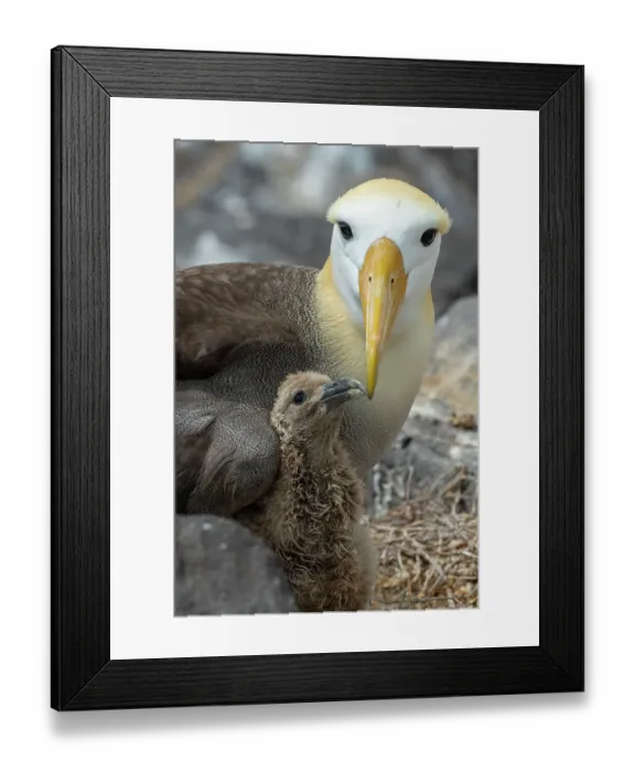 Framed Print : Waved albatross (Phoebastria irrorata) chick, aged two weeks, begging next to parent on nest. Punta Suarez, Espanola Island, Galapagos Islands, Ecuador Framed Print : Waved albatross (Phoebastria irrorata) chick, aged two weeks, begging next to parent on nest. Punta Suarez, Espanola Island, Galapagos Islands, Ecuador