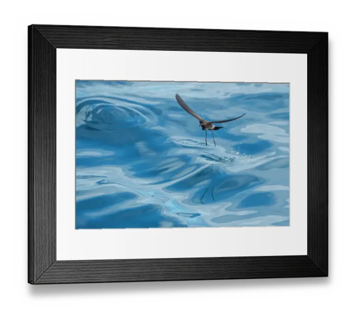 Framed Print : White-vented storm petrel (Oceanites gracilis) feeding at sea surface, in flight. Galapagos Islands, Ecuador