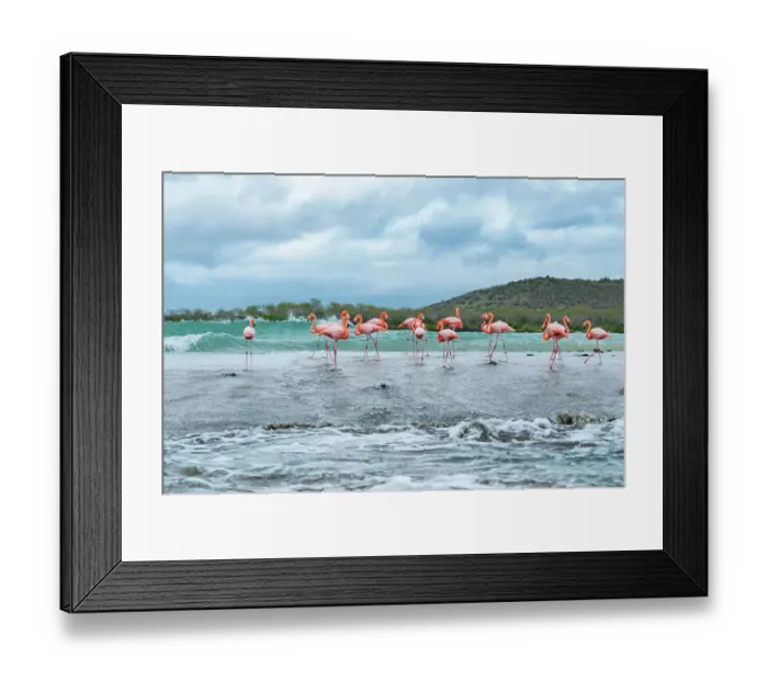 Framed Print : Flock of American flamingos (Phoenicopterus ruber) gathered along beach before flying to other island in search of better feeding ponds. Floreana Island, Galapagos Islands, Ecuador Framed Print : Flock of American flamingos (Phoenicopterus ruber) gathered along beach before flying to other island in search of better feeding ponds. Floreana Island, Galapagos Islands, Ecuador