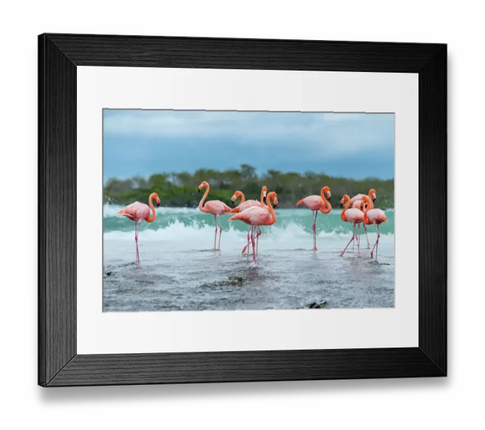 Framed Print : Flock of American flamingos (Phoenicopterus ruber) gathered along beach before flying to other island in search of better feeding ponds. Floreana Island, Galapagos Islands, Ecuador Framed Print : Flock of American flamingos (Phoenicopterus ruber) gathered along beach before flying to other island in search of better feeding ponds. Floreana Island, Galapagos Islands, Ecuador