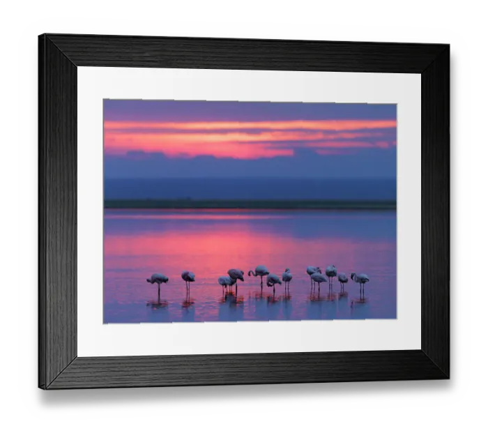 Framed Print : Lesser flamingo (Phoeniconaias minor) flock resting at sunset. Amboseli National Park, Kenya. July Framed Print : Lesser flamingo (Phoeniconaias minor) flock resting at sunset. Amboseli National Park, Kenya. July