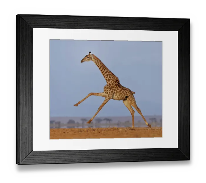Framed Print : Masai giraffe (Giraffa camelopardalis tippelskirchi) running across plain. Amboseli National Park, Kenya. July. Digitally enhanced Framed Print : Masai giraffe (Giraffa camelopardalis tippelskirchi) running across plain. Amboseli National Park, Kenya. July. Digitally enhanced