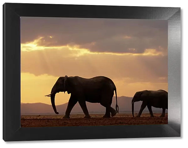 African elephant (Loxodonta africana), female and calf, crossing plain at sunset. Amboseli National Park, Kenya. July
