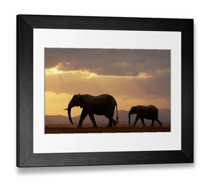 Framed Print : African elephant (Loxodonta africana), female and calf, crossing plain at sunset. Amboseli National Park, Kenya. July Framed Print : African elephant (Loxodonta africana), female and calf, crossing plain at sunset. Amboseli National Park, Kenya. July