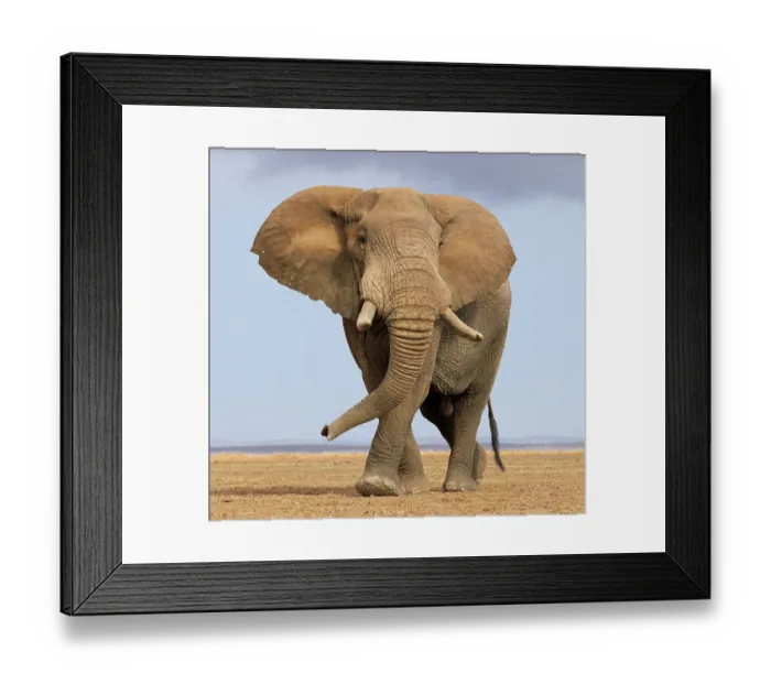 Framed Print : African elephant (Loxodonta africana) walking across dry plain. Amboseli National Park, Kenya. July Framed Print : African elephant (Loxodonta africana) walking across dry plain. Amboseli National Park, Kenya. July