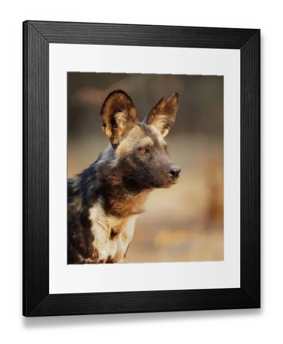 Framed Print : African wild dog (Lycaon pictus) portrait. Mana Pools National Park, Zimbabwe. September Framed Print : African wild dog (Lycaon pictus) portrait. Mana Pools National Park, Zimbabwe. September