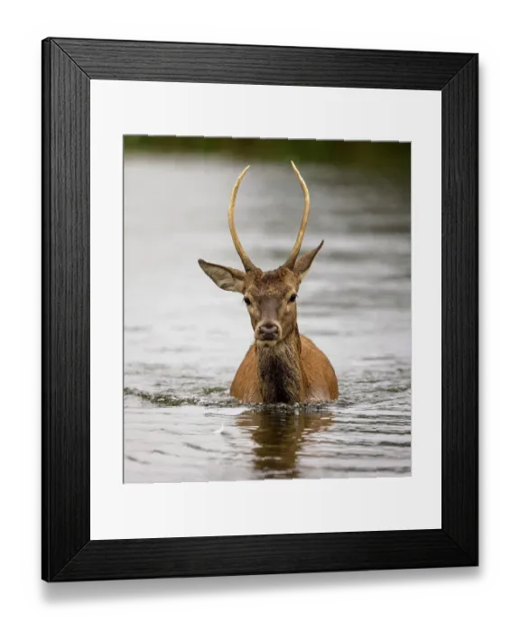 Framed Print : Red deer (Cervus elaphus), young male, swimming through water. Bushy Park, London, UK. September Framed Print : Red deer (Cervus elaphus), young male, swimming through water. Bushy Park, London, UK. September
