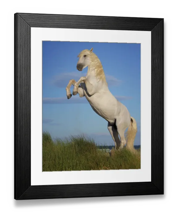 Framed Print : Camargue horse (Equus ferus caballus) stallion rearing up. Camargue, France. June Framed Print : Camargue horse (Equus ferus caballus) stallion rearing up. Camargue, France. June