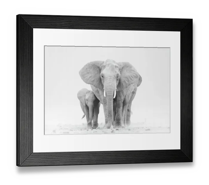 Framed Print : African elephant (Loxodonta africana) herd walking across dry lake. Amboseli National Park, Kenya. July Framed Print : African elephant (Loxodonta africana) herd walking across dry lake. Amboseli National Park, Kenya. July