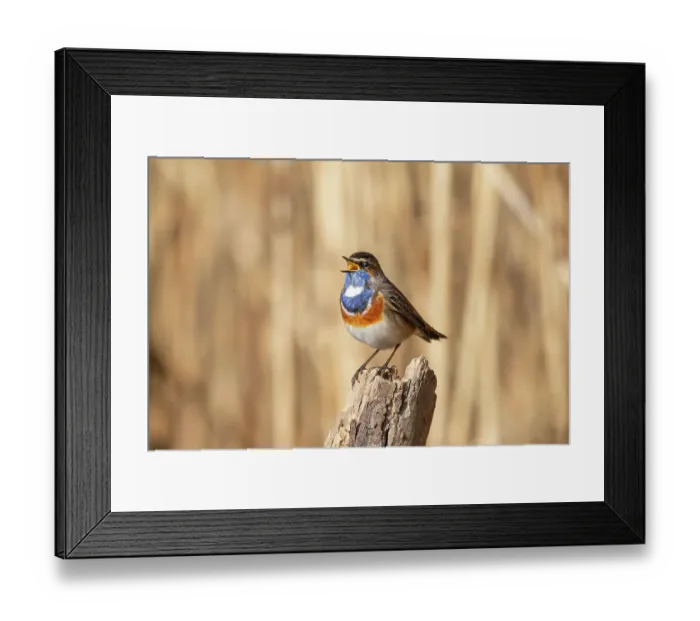 Framed Print : Bluethroat (Luscinia svecica cyanecula) male, perched on tree stump singing, Germany. March Framed Print : Bluethroat (Luscinia svecica cyanecula) male, perched on tree stump singing, Germany. March