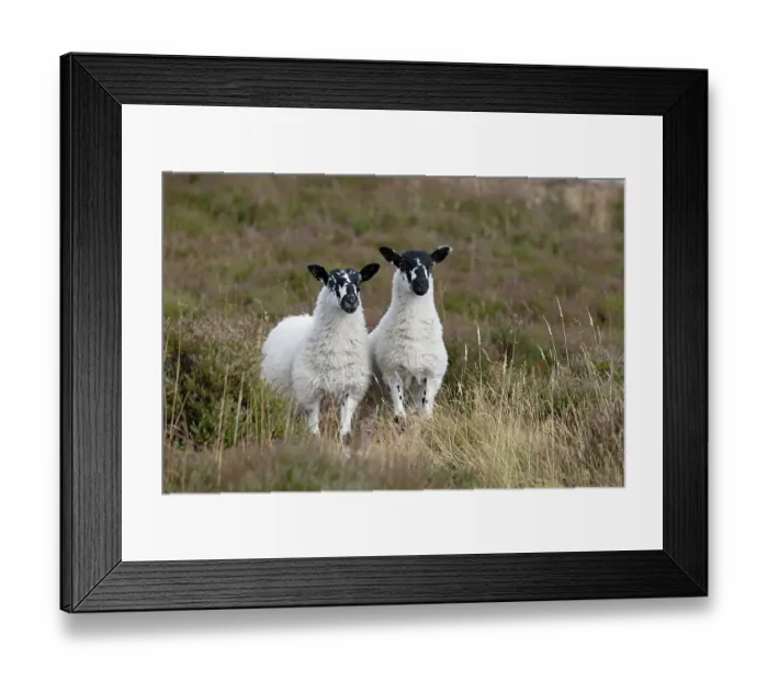Framed Print : Two domestic Sheep (Ovis aries) standing side by side on moorland, Derbyshire, UK. August Framed Print : Two domestic Sheep (Ovis aries) standing side by side on moorland, Derbyshire, UK. August