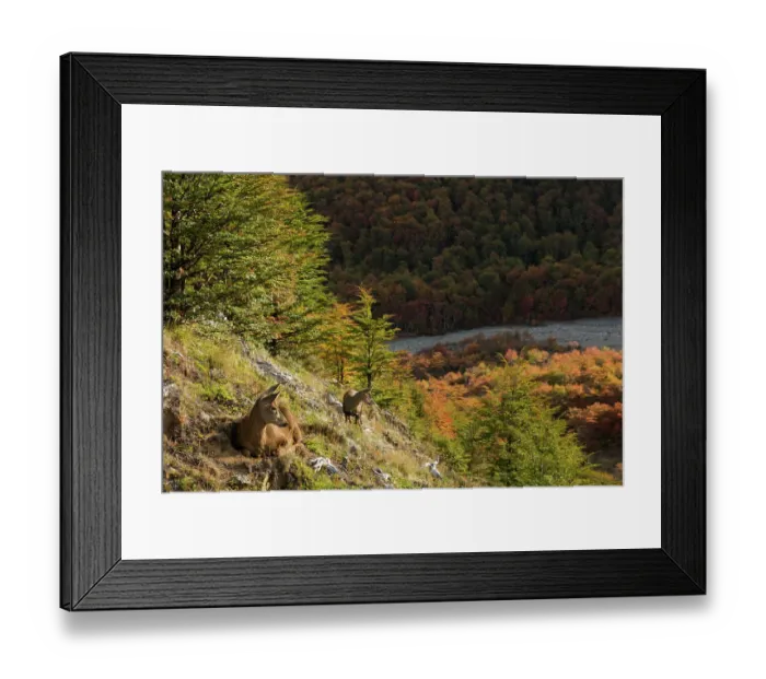 Framed Print : South Andean deer (Hippocamelus bisulcus), adult female with fawn, resting on mountainside. Cerro Castillo National Park, Patagonia, Chile. April Framed Print : South Andean deer (Hippocamelus bisulcus), adult female with fawn, resting on mountainside. Cerro Castillo National Park, Patagonia, Chile. April