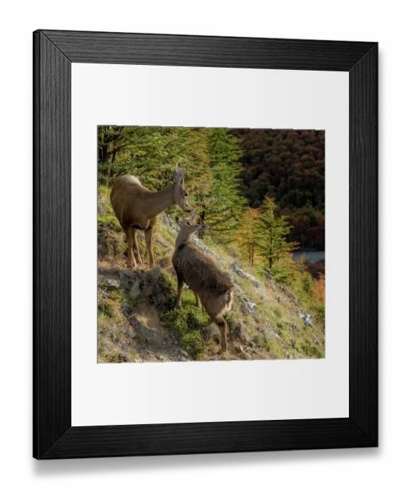 Framed Print : South Andean deer (Hippocamelus bisulcus), adult female with fawn, on mountain side. Cerro Castillo National Park, Patagonia, Chile. April Framed Print : South Andean deer (Hippocamelus bisulcus), adult female with fawn, on mountain side. Cerro Castillo National Park, Patagonia, Chile. April