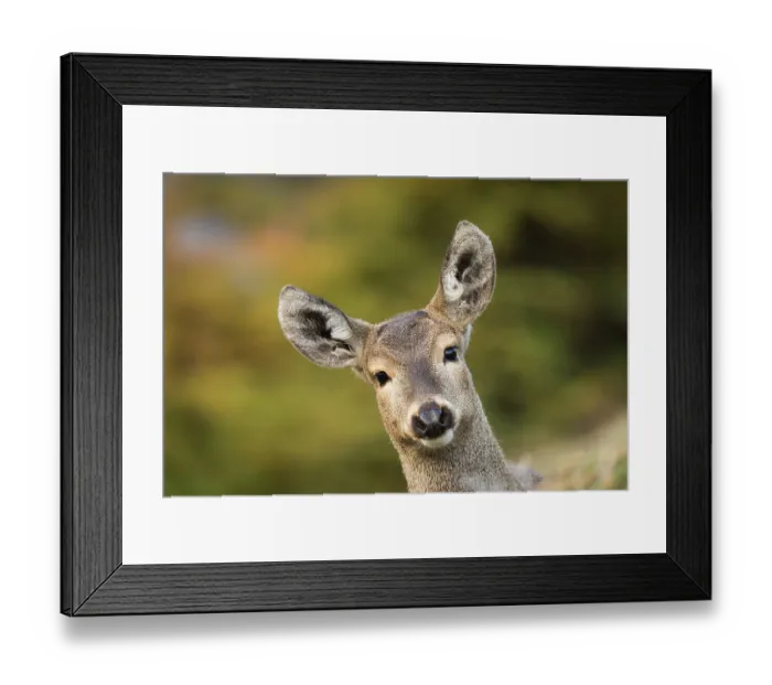 Framed Print : South Andean deer (Hippocamelus bisulcus), adult female, portrait. Cerro Castillo National Park, Patagonia, Chile. April Framed Print : South Andean deer (Hippocamelus bisulcus), adult female, portrait. Cerro Castillo National Park, Patagonia, Chile. April