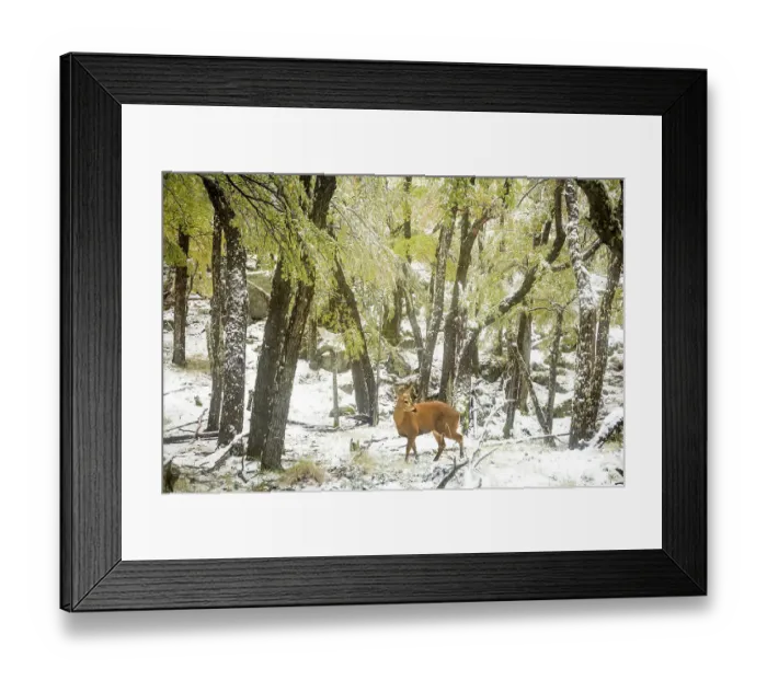 Framed Print : South Andean deer (Hippocamelus bisulcus), subadult male, walking through Southern beech (Nothofagus sp. ) forest during snowfall. Los Glaciares National Park, Patagonia, Argentina. April Framed Print : South Andean deer (Hippocamelus bisulcus), subadult male, walking through Southern beech (Nothofagus sp. ) forest during snowfall. Los Glaciares National Park, Patagonia, Argentina. April