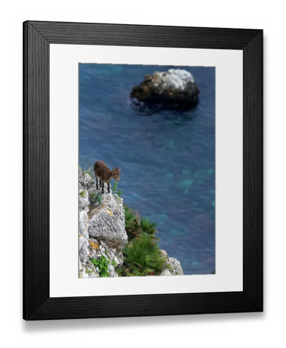 Framed Print : Iberian ibex (Capra pyrenaica), adult female, walking along coastal cliff. Mediterranean coast, Andalusia, Spain. November Framed Print : Iberian ibex (Capra pyrenaica), adult female, walking along coastal cliff. Mediterranean coast, Andalusia, Spain. November