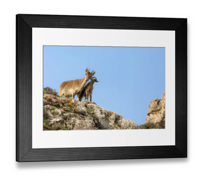 Framed Print : Iberian ibex (Capra pyrenaica), alert female with kid aged between one and two months. Sierra Nevada National Park, Andalusia, Spain. May