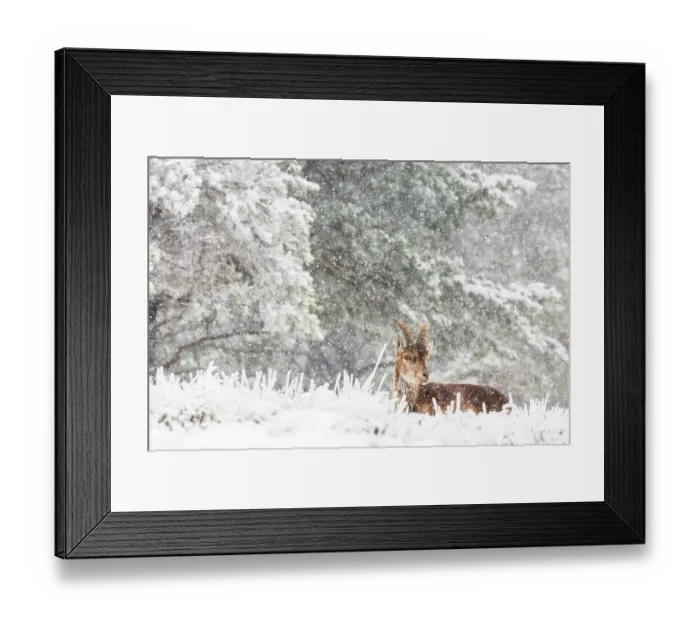 Framed Print : Iberian ibex (Capra pyrenaica), adult male, sitting down in snow covered landscape during snowfall. Sierra Nevada National Park, Andalusia, Spain. April Framed Print : Iberian ibex (Capra pyrenaica), adult male, sitting down in snow covered landscape during snowfall. Sierra Nevada National Park, Andalusia, Spain. April