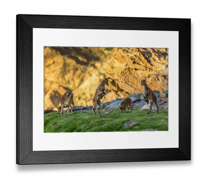 Framed Print : Four Iberian ibex (Capra pyrenaica) kids, aged two months, playing, at 2900m altitude. Sierra Nevada National Park, Andalusia, Spain. July