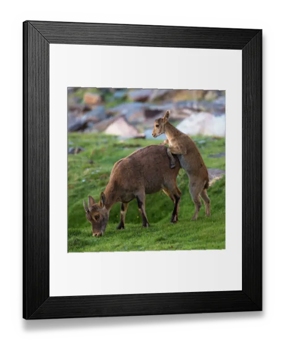 Framed Print : Iberian ibex (Capra pyrenaica), female, grazing, being pestered by kid, aged two months, begging for milk, at 2900m altitude. Sierra Nevada National Park, Andalusia, Spain. July