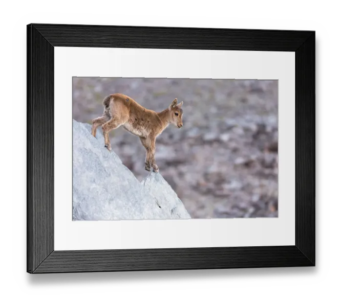 Framed Print : Iberian ibex (Capra pyrenaica) kid, aged two months, making its way down cliff, at 2900m altitude. Sierra Nevada National Park, Andalusia, Spain. July Framed Print : Iberian ibex (Capra pyrenaica) kid, aged two months, making its way down cliff, at 2900m altitude. Sierra Nevada National Park, Andalusia, Spain. July