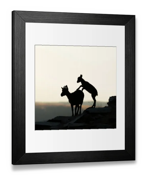 Framed Print : Iberian ibex (Capra pyrenaica), female, being pestered by kid, aged two months, begging for milk. Sierra Nevada National Park, Andalusia, Spain. July