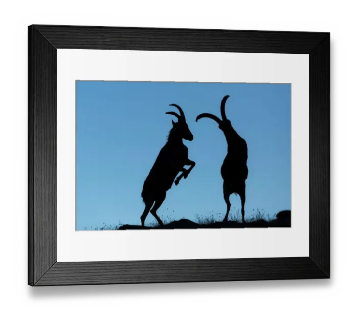 Framed Print : Two Iberian ibex (Capra pyrenaica), adult males, fighting. Sierra Nevada National Park, Andalusia, Spain. July Framed Print : Two Iberian ibex (Capra pyrenaica), adult males, fighting. Sierra Nevada National Park, Andalusia, Spain. July