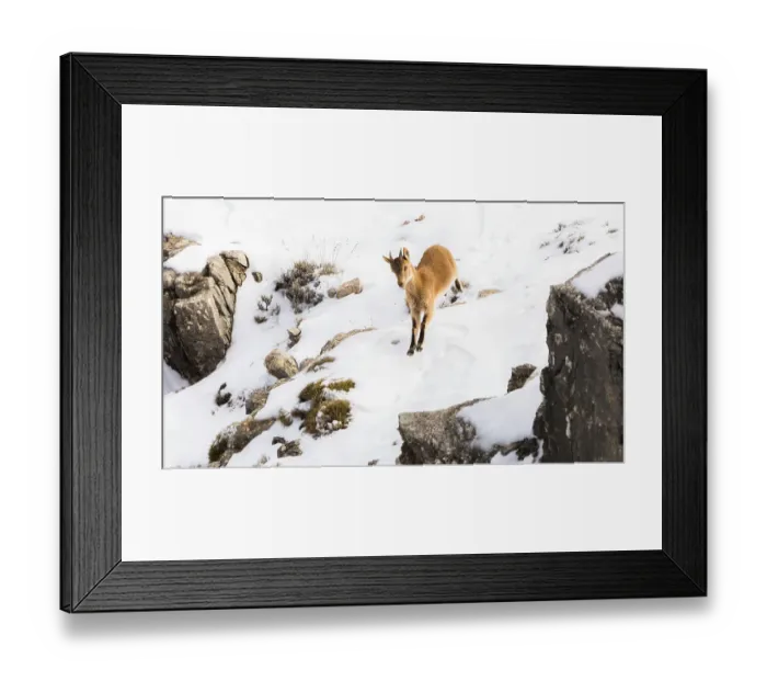 Framed Print : Iberian ibex (Capra pyrenaica) yearling making its way down snow covered slope. Sierra Nevada National Park, Andalusia, Spain. February Framed Print : Iberian ibex (Capra pyrenaica) yearling making its way down snow covered slope. Sierra Nevada National Park, Andalusia, Spain. February