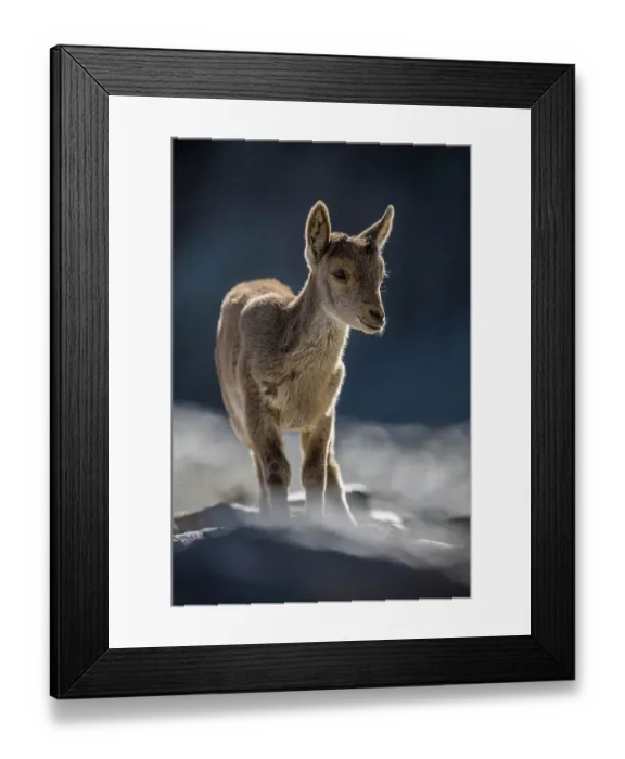 Framed Print : Iberian ibex (Capra pyrenaica) kid, aged two months, at 2900m altitude. Sierra Nevada National Park, Andalusia, Spain. June Framed Print : Iberian ibex (Capra pyrenaica) kid, aged two months, at 2900m altitude. Sierra Nevada National Park, Andalusia, Spain. June