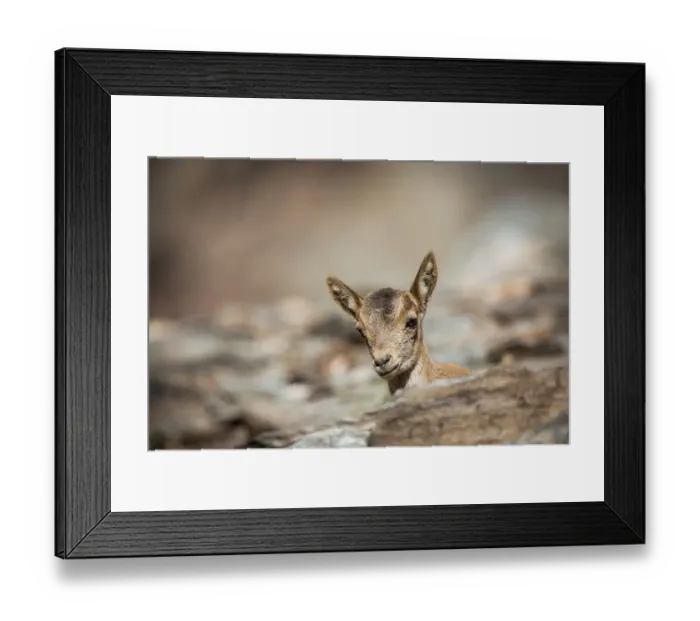 Framed Print : Iberian ibex (Capra pyrenaica) kid peering over rocks. Sierra Nevada National Park, Andalusia, Spain. June Framed Print : Iberian ibex (Capra pyrenaica) kid peering over rocks. Sierra Nevada National Park, Andalusia, Spain. June