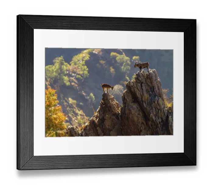 Framed Print : Iberian ibex (Capra pyrenaica), pair with male top right, during rutting season. Sierra Nevada National Park, Andalusia, Spain. October Framed Print : Iberian ibex (Capra pyrenaica), pair with male top right, during rutting season. Sierra Nevada National Park, Andalusia, Spain. October