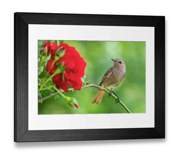 Framed Print : Black redstart (Phoenicurus ochruros) female, perched in Rose (Rosaceae) bush, Lucerne, Switzerland. June Framed Print : Black redstart (Phoenicurus ochruros) female, perched in Rose (Rosaceae) bush, Lucerne, Switzerland. June