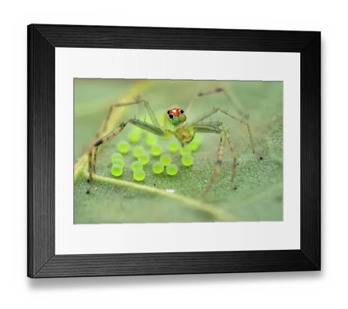 Framed Print : Jumping spider (Lyssomanes sp. ) female, guarding its eggs on a leaf, Osa Peninsula, Costa Rica. Focus stacked Framed Print : Jumping spider (Lyssomanes sp. ) female, guarding its eggs on a leaf, Osa Peninsula, Costa Rica. Focus stacked