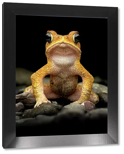 Rainforest toad (Incilius aucoinae) male, portrait, Osa Peninsula, Costa Rica