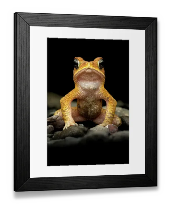 Framed Print : Rainforest toad (Incilius aucoinae) male, portrait, Osa Peninsula, Costa Rica