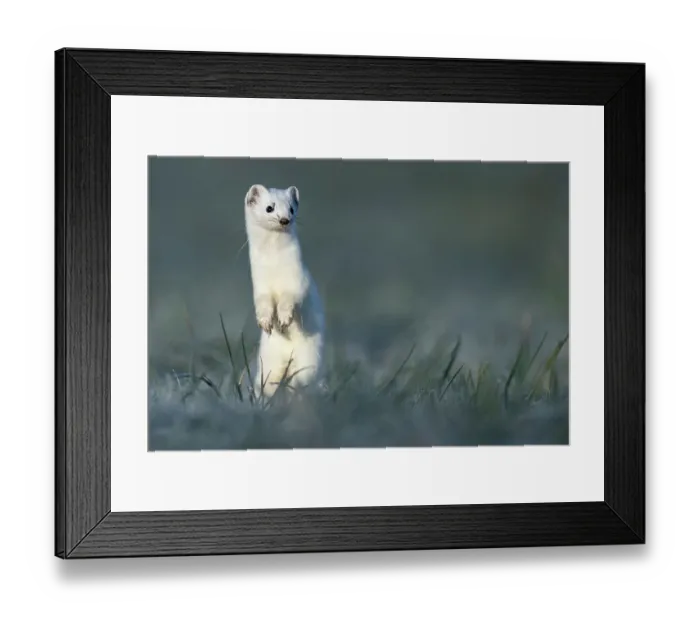 Framed Print : Stoat (Mustela erminea) in winter coat, standing alert in grassland, Lucerne, Switzerland. March Framed Print : Stoat (Mustela erminea) in winter coat, standing alert in grassland, Lucerne, Switzerland. March