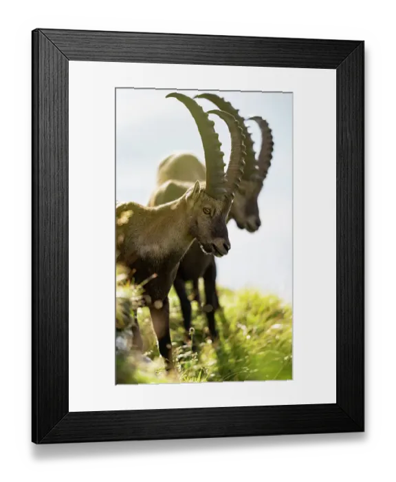 Framed Print : Two Ibex (Capra ibex) males, standing on hillside, Lucerne, Switzerland. August Framed Print : Two Ibex (Capra ibex) males, standing on hillside, Lucerne, Switzerland. August