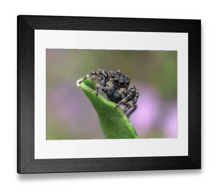 Framed Print : Jumping spider (Hypositticus pubescens) male, resting on leaf, Lucerne, Switzerland. June. Focus stacked Framed Print : Jumping spider (Hypositticus pubescens) male, resting on leaf, Lucerne, Switzerland. June. Focus stacked