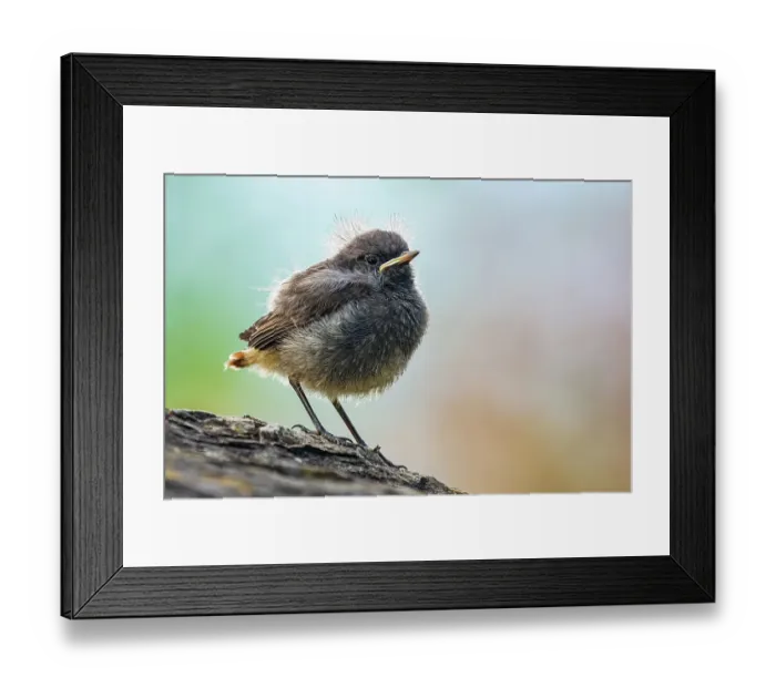 Framed Print : Black redstart (Phoenicurus ochruros) fledgling perched on branch, Lucerne, Switzerland. May Framed Print : Black redstart (Phoenicurus ochruros) fledgling perched on branch, Lucerne, Switzerland. May