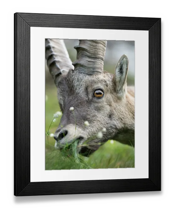 Framed Print : Ibex (Capra ibex) feeding on grass, head portrait, Schwyz, Switzerland. August Framed Print : Ibex (Capra ibex) feeding on grass, head portrait, Schwyz, Switzerland. August