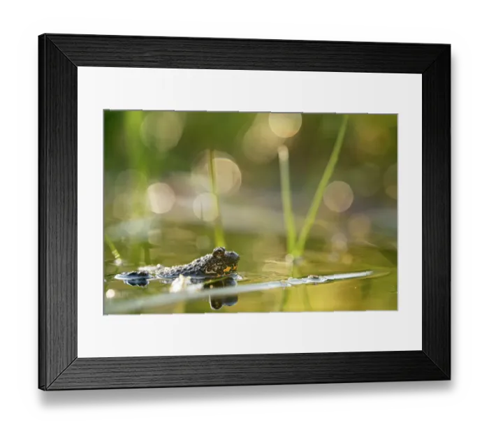 Framed Print : Yellow-bellied toad (Bombina variegata) male in pond, calling, Lucerne, Switzerland. July Framed Print : Yellow-bellied toad (Bombina variegata) male in pond, calling, Lucerne, Switzerland. July