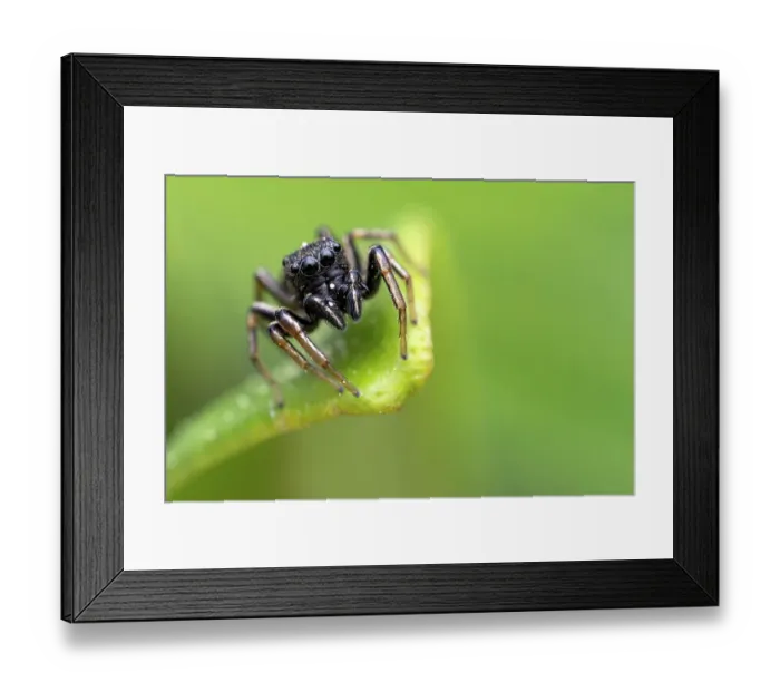 Framed Print : Jumping spider (Heliophanus sp. ) portrait, Lucerne, Switzerland. April Framed Print : Jumping spider (Heliophanus sp. ) portrait, Lucerne, Switzerland. April