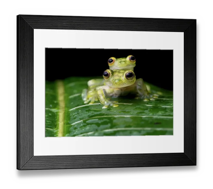 Framed Print : Reticulated glass frogs (Hyalinobatrachium valerioi) pair in amplexus, Osa Peninsula, Costa Rica Framed Print : Reticulated glass frogs (Hyalinobatrachium valerioi) pair in amplexus, Osa Peninsula, Costa Rica