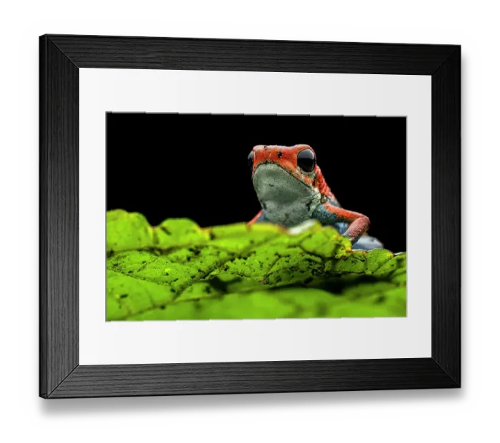 Framed Print : Granular poison frog (Oophaga granulifera) resting on leaf at night, Uvita, Costa Rica Framed Print : Granular poison frog (Oophaga granulifera) resting on leaf at night, Uvita, Costa Rica
