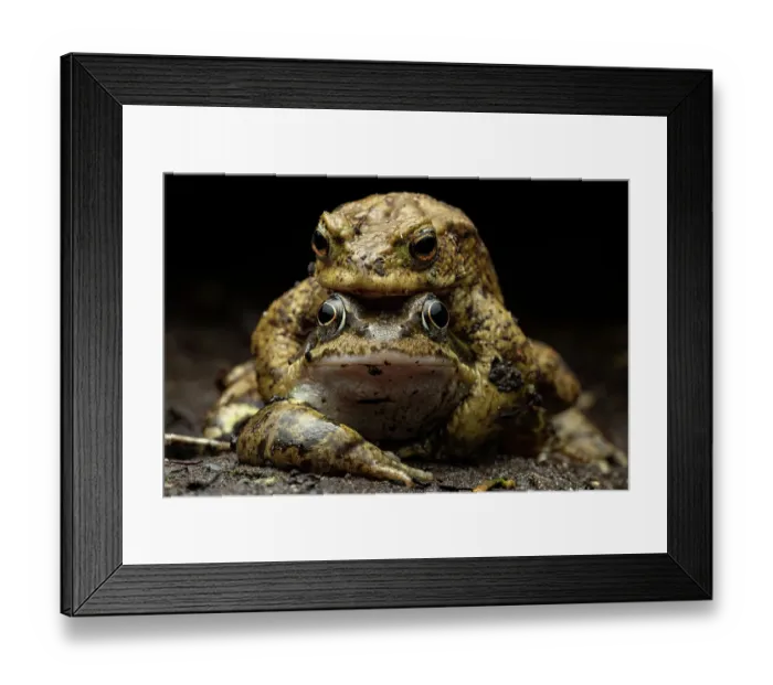 Framed Print : Common toad (Bufo bufo) and Common frog (Rana temporaria) in attempted amplexus, Lucerne, Switzerland. April