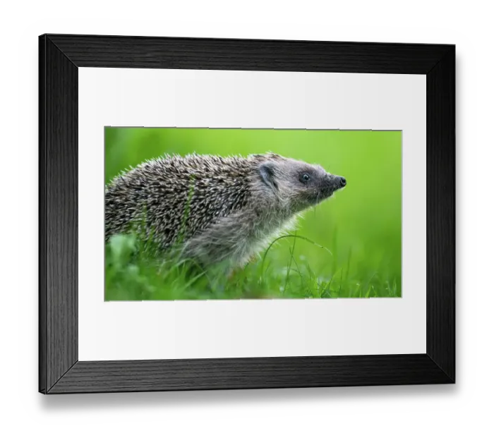 Framed Print : European hedgehog (Erinaceus europaeus) portrait, Lucerne, Switzerland. October Framed Print : European hedgehog (Erinaceus europaeus) portrait, Lucerne, Switzerland. October