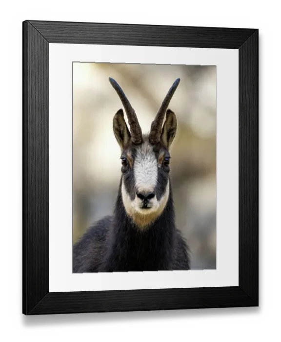 Framed Print : Chamois (Rupicapra rupicapra) head portrait, Schwyz, Switzerland. November Framed Print : Chamois (Rupicapra rupicapra) head portrait, Schwyz, Switzerland. November