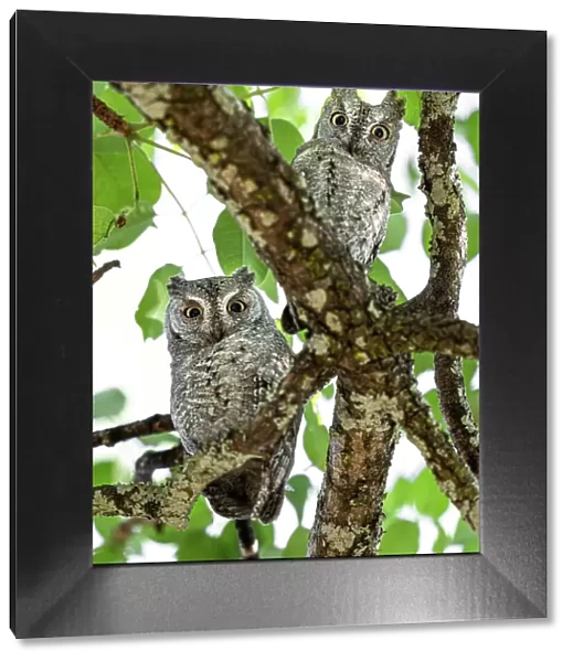 Two African scops owls (Otus senegalensis) perched in tree, Katavi National Park, Tanzania