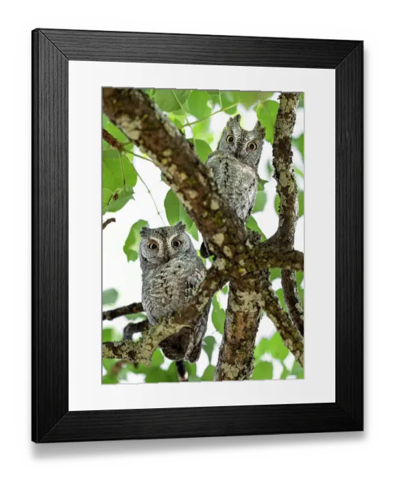 Framed Print : Two African scops owls (Otus senegalensis) perched in tree, Katavi National Park, Tanzania Framed Print : Two African scops owls (Otus senegalensis) perched in tree, Katavi National Park, Tanzania